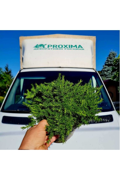 Флокс дугласа Крекер Джек - 3л/вис.5-10см/Ø20-25см